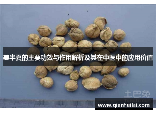 姜半夏的主要功效与作用解析及其在中医中的应用价值