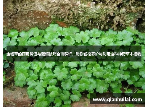 金钱草的药用价值与栽培技巧全面解析，助你轻松养护与利用这种神奇草本植物